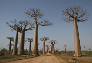 Baobabs in Madagascar