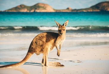 Kangaroo on the beach