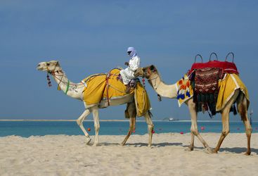 Camels, Dubai