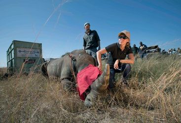 A vet with a rhino