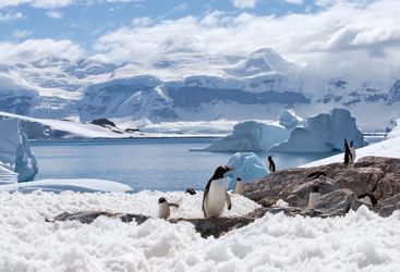 Penguins on the snow in Antarctica