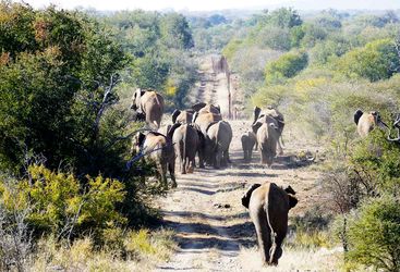 Elephants in Madikwe