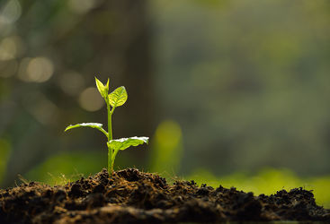 Plant growing