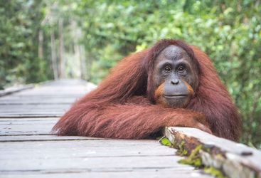 orangutan