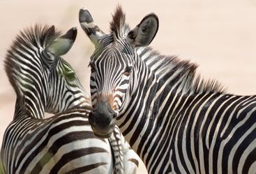 luangwa park zebras