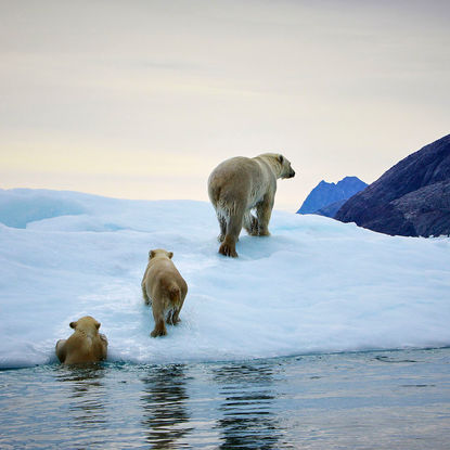 Polar bears on ice