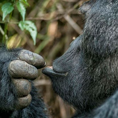 Gorilla eating