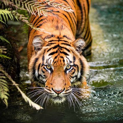 Tiger in water