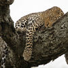 Sleeping Leopard, Zambia