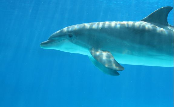 dolphin spotting