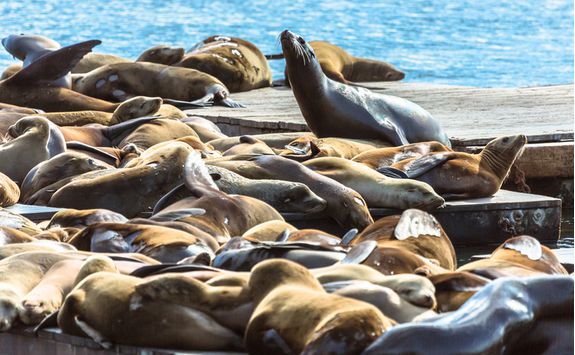 Catch a glimpse of a sea lion colony