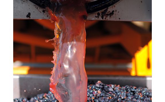 Witness the wine making process