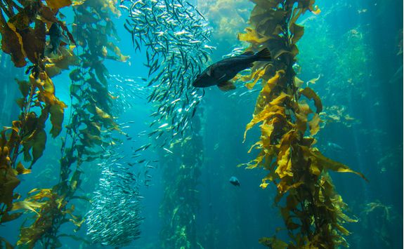 Monterey Bay