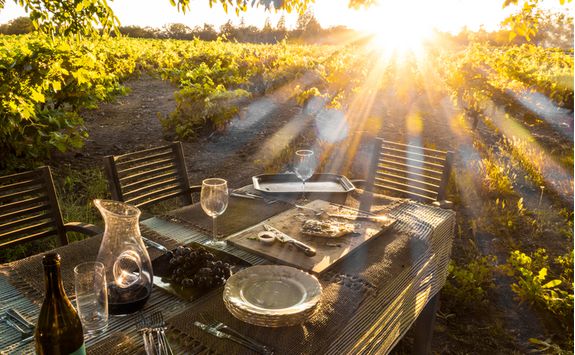 Sonoma Valley vineyard