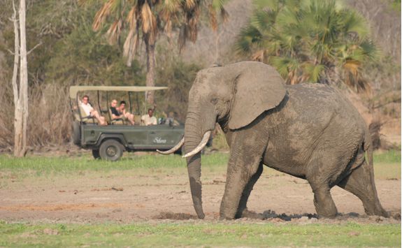 Game Drive, Siwandu