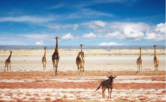 A herd of giraffes in Etosha