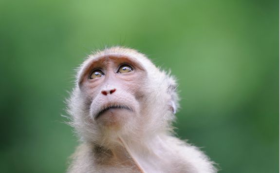 Macaque monkey