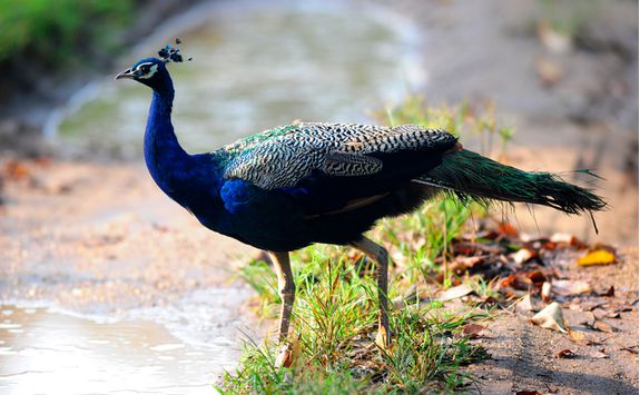 peacock in nagarhole national park
