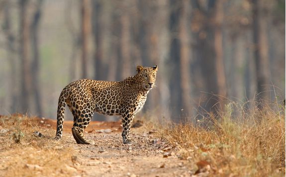 leopard in nagarhole national ark