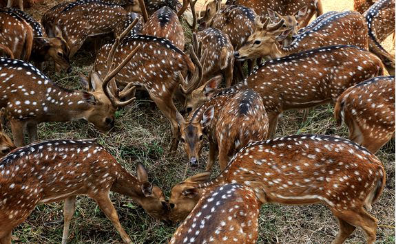 Deers, Ranthambore