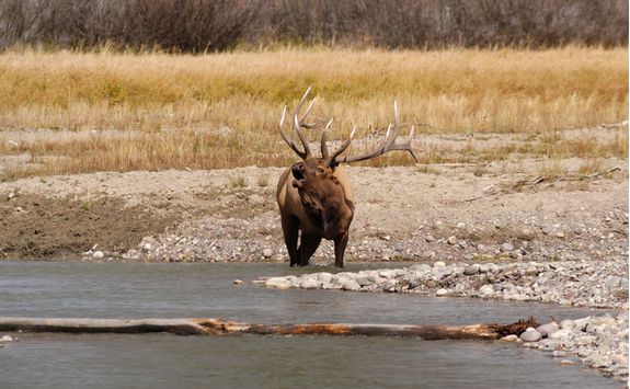 Grand Teton Elk