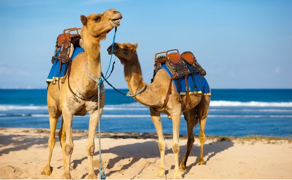 Camels at the Beach