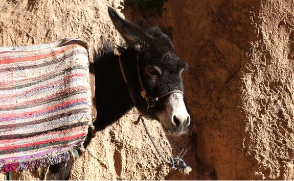Donkey in the Atlas Mountains
