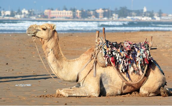 Camel on the beach in Essaouira