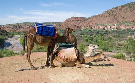 Atlas Mountains camel and view