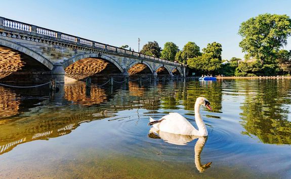 A swan in Hyde Park