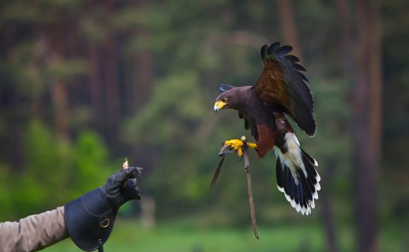 Falconry