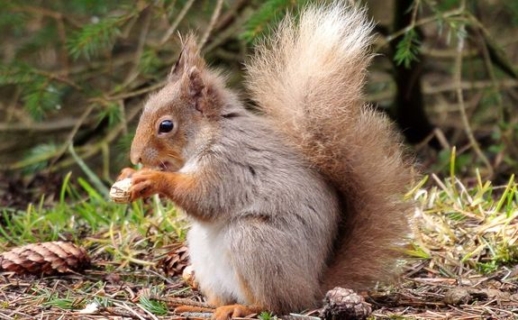 A red squirrel