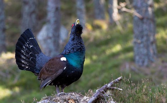 Cairngorms Wildlife