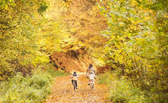 Cycling through an Autumnal wood