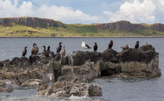 Seabirds