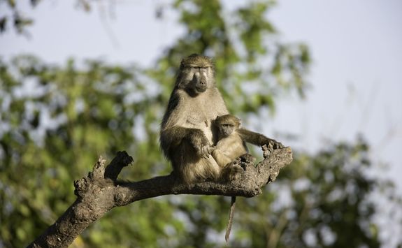 Baboon with child in tree