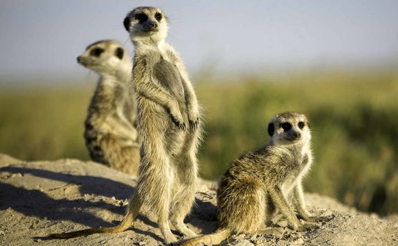 Group of meerkats