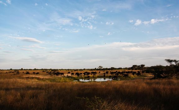 Watering hole in Chobe National Park