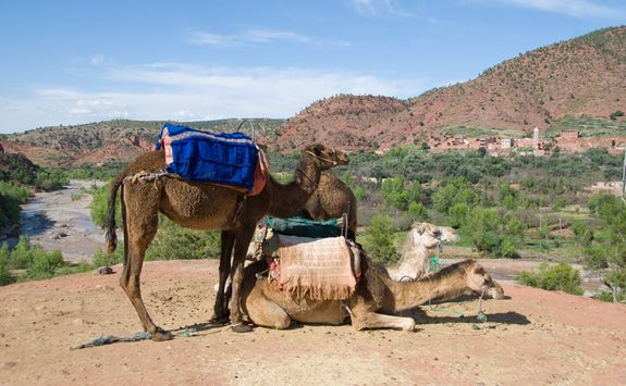 Camels in the Moroccan desert
