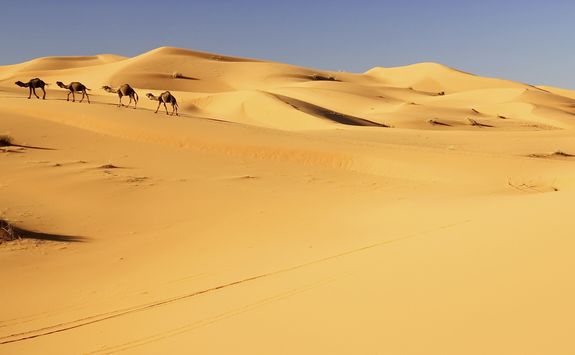 Camels in the sand dunes