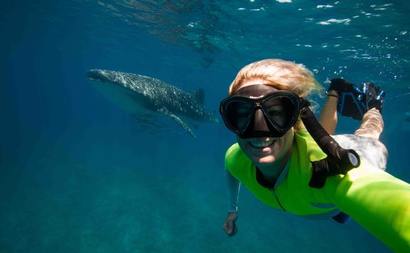 Snorkelling with a whale shark
