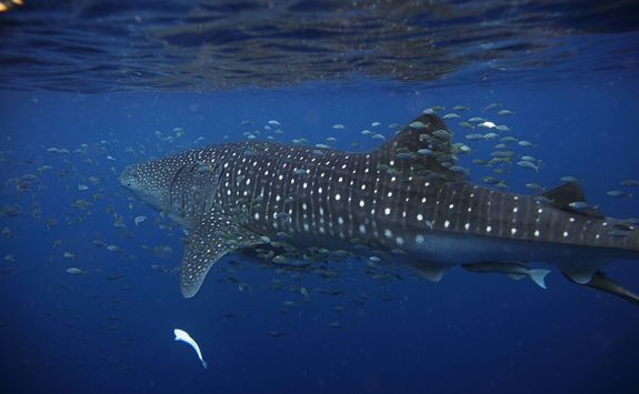 A swimming whale shark
