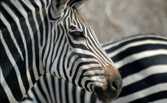 Zebra detail