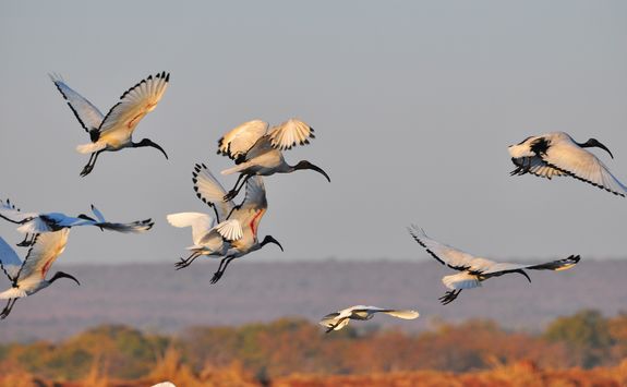 Block of birds flying