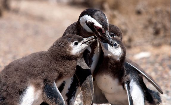 Penguin feeding