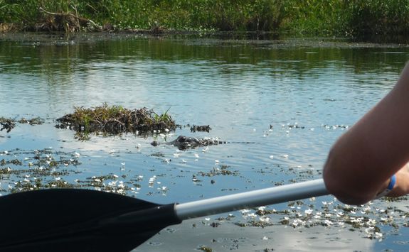 Ibera Wetlands