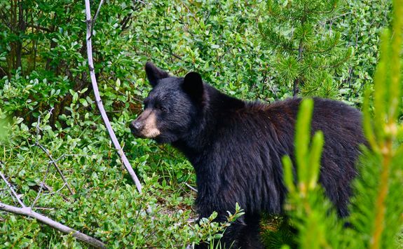 Bear in Banff