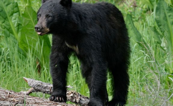 Black bear in the Whistler forest