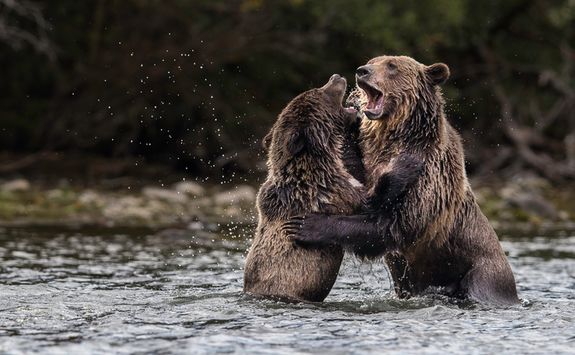 Grizzly bears in the water