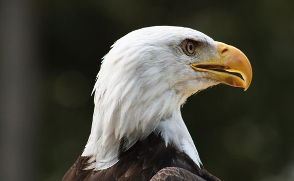 Close up of bald eagle